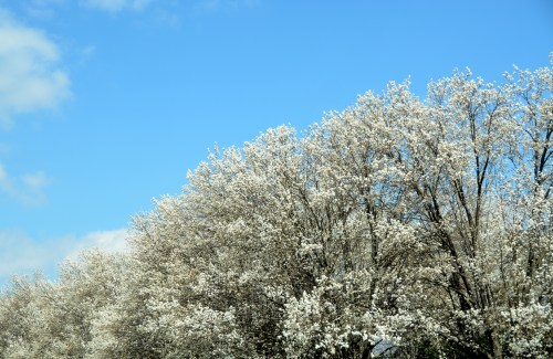 bradfords 3-26-2014 1-09-08 PM