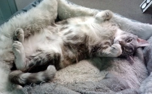 gyps1 3-11-2014 12-30-13 PM