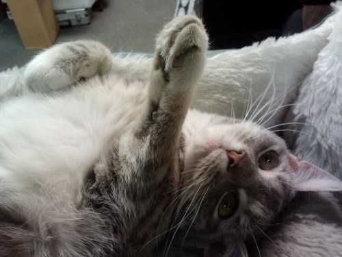 gypsy paw 3-11-2014 12-30-53 PM