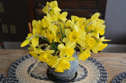 jonquils1 3-16-2014 3-22-54 PM