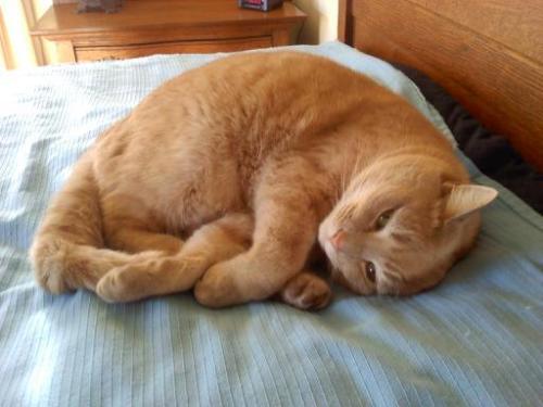 snugg1 3-11-2014 2-48-55 PM