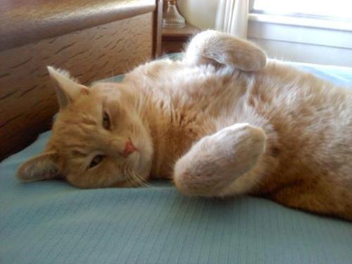 snugg2 3-11-2014 2-48-02 PM