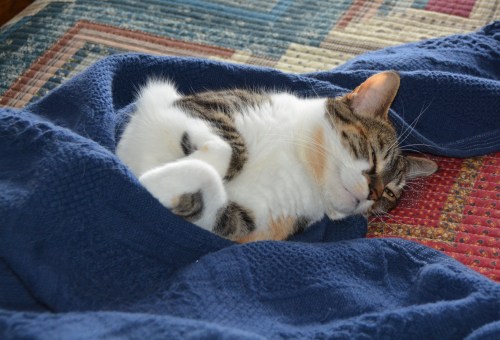 sundae cocoon 3-16-2014 12-10-23 PM