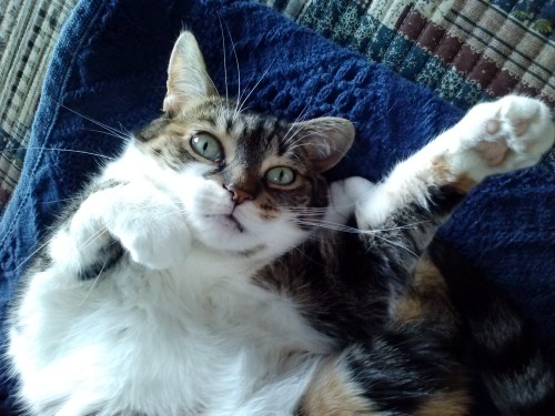 sundae1 3-11-2014 2-34-45 PM