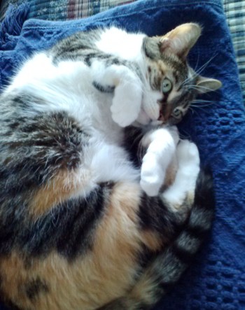 sundae2 3-11-2014 2-34-19 PM