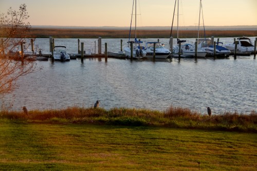 3 egrets herons 4-20-2014 6-42-59 AM
