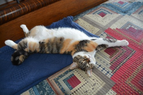 blanket 3-28-2014 11-06-15 AM