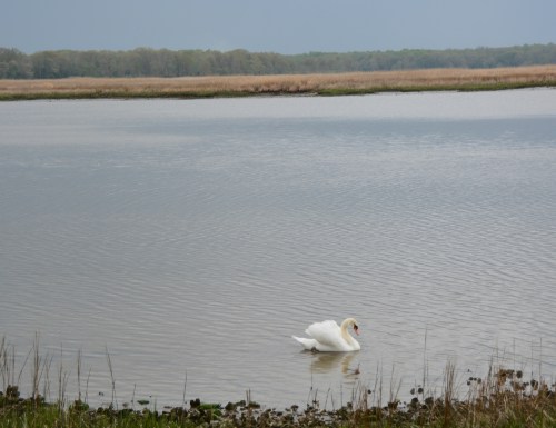 bride swan and clouds 4-15-2014 6-11-10 PM