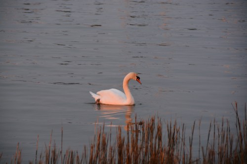 bride swan sunset 4-11 4-11-2014 7-22-24 PM