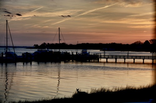deer at sunrise 3-28-2014 6-59-14 AM_Snapseed