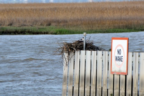 GP osprey  4-17-2014 5-13-42 PM