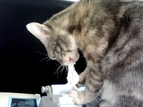 gypsy with calculator