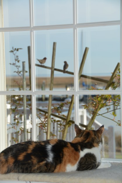 sundae and birds 4-2-2014 8-50-54 AM