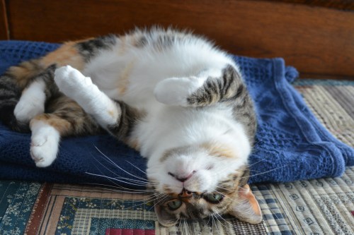 sundae1 3-28-2014 11-05-23 AM