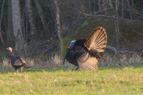 turkeys 4-2-2014 6-44-33 PM