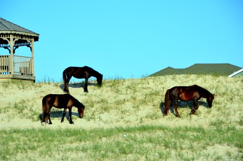 3 horses 5-25-2014 7-27-38 AM