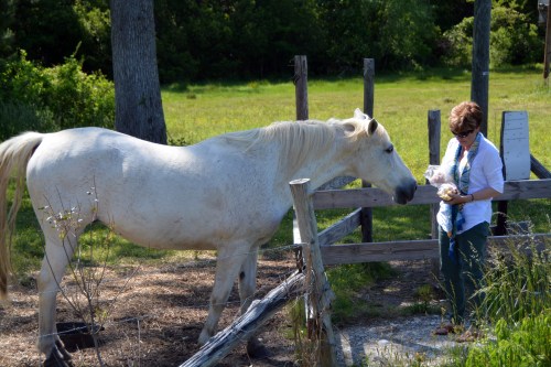 aggie1 5-24-2014 3-22-28 PM