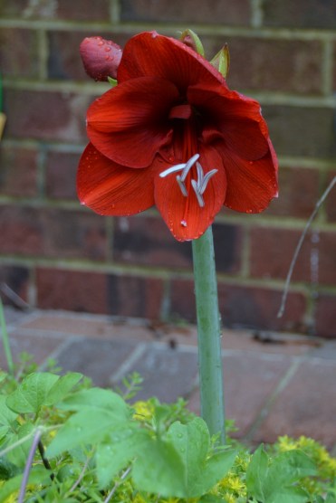 amaryllis 5-16-2014 12-53-00 PM