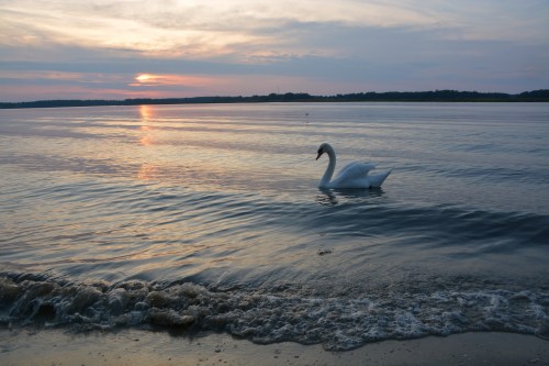 bride swan sun waves 5-20-2014 7-50-04 PM