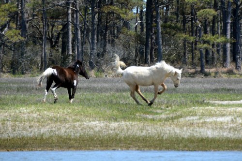 frisky2 5-3-2014 1-41-40 PM