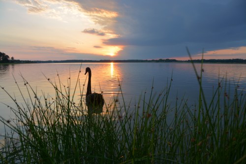 groom swan 5-23-2014 7-58-00 PM