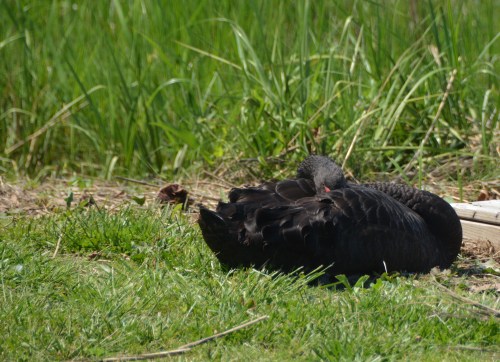 groom swan sleeping 5-14-2014 2-26-26 PM