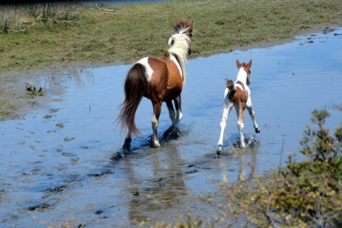 mom and babe from back 5-4-2014 11-34-57 AM 5-4-2014 11-34-57 AM
