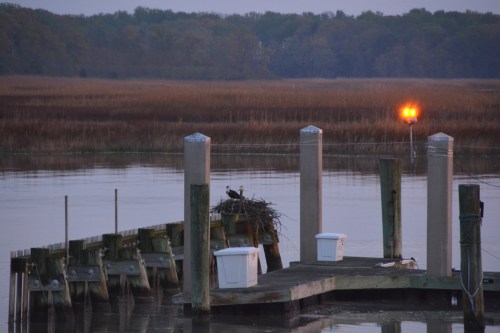 osprey nest at sunrise 4-22-2014 6-17-03 AM