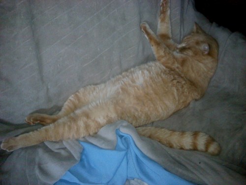 "Let's see, I think this is how the humans do it."