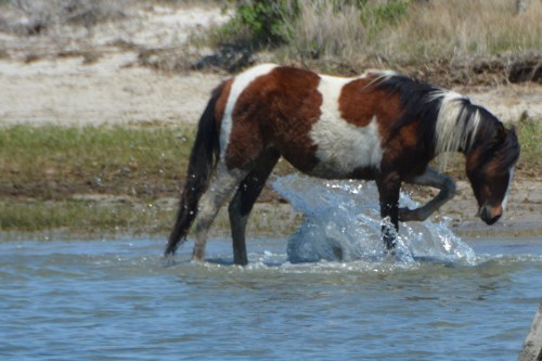 splashing2 5-3-2014 1-39-22 PM
