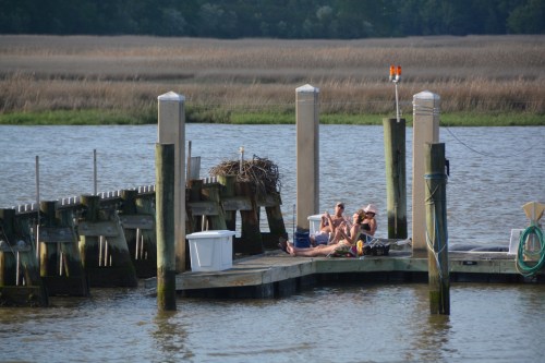 sunbathers and osprey nest 5-4-2014 6-01-34 PM
