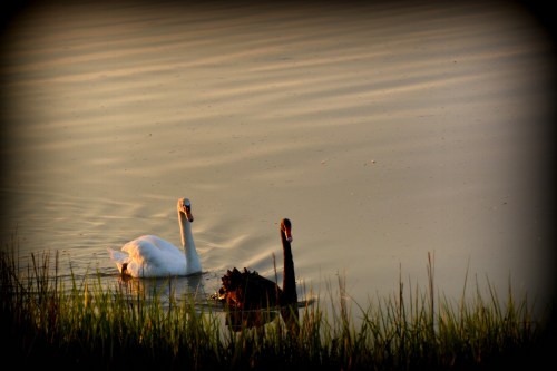 sunset buddies SS 5-12-2014 7-42-18 PM