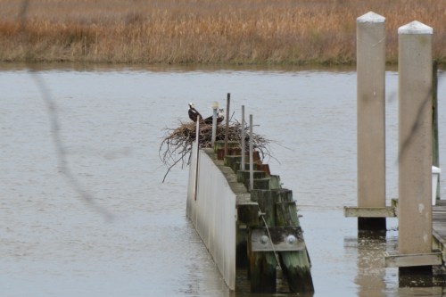two ospreys on nest 4-18-2014 2-44-47 PM