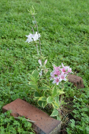 weigela 5-1-2014 10-24-56 AM