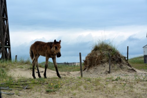 baby 6-21-2014 8-26-14 AM