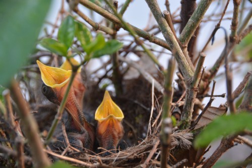 baby birds 6-24-2014 7-54-58 PM