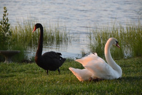 bride and groom 6-23-2014 8-19-27 PM