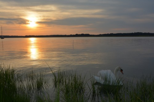 bride swan 5-26-2014 7-44-50 PM