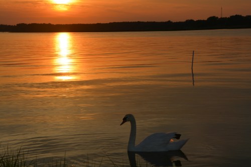 bride swan reflection5-26-2014 7-56-16 PM 5-26-2014 7-56-16 PM