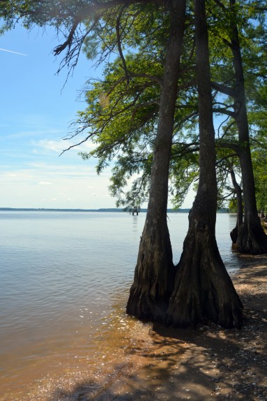 cedars1 6-7-2014 10-31-38 AM 6-7-2014 10-31-38 AM
