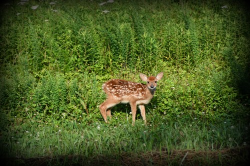 fawn 6-14-2014 8-25-05 AM