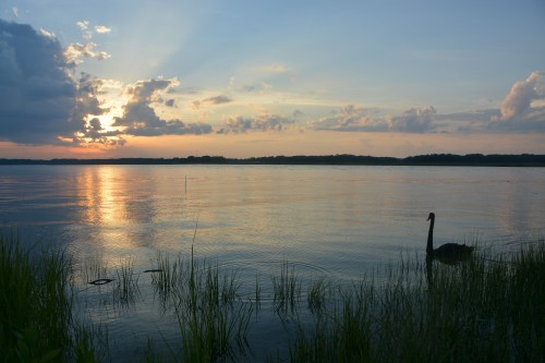 groom 6-10-2014 7-58-53 PM