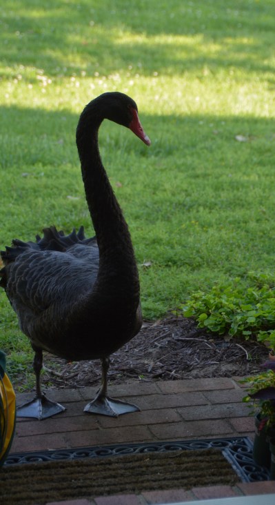 groom at door 5-13-2014 8-29-29 AM