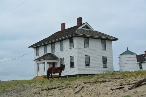 horse at coast guard stn 6-21-2014 8-25-49 AM
