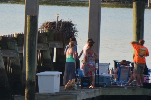 ospreys 6-15-2014 7-29-10 PM