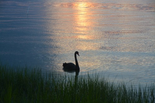 sunset groom 6-10-2014 8-05-29 PM