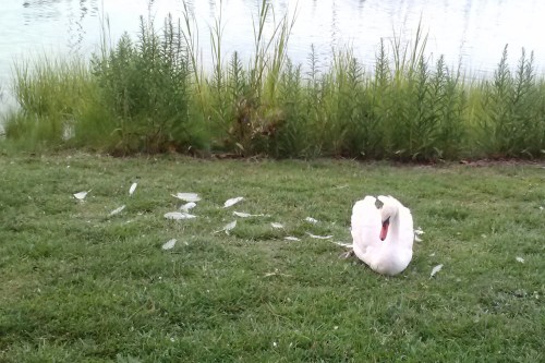 bride moulting 7-20-2014 6-52-21 PM
