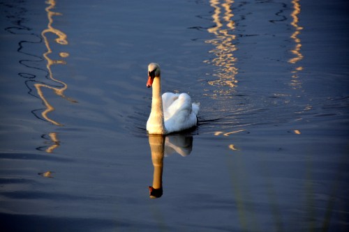 bride1 7-16-2014 7-50-54 PM