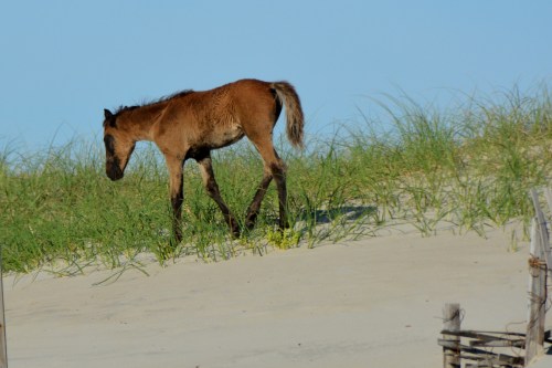 eugenio sea grass7-6-2014 8-09-56 AM 7-6-2014 8-09-56 AM