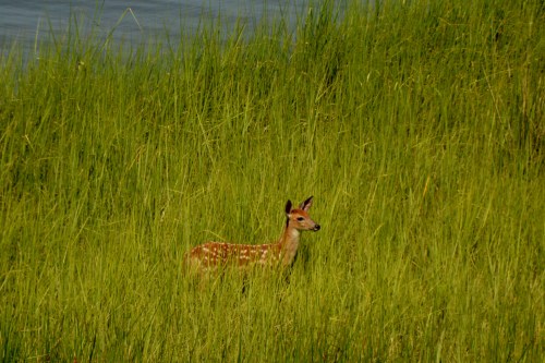 fawn best 7-7-2014 3-54-30 PM